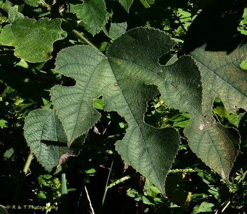 {Broussonetia papyrifera}